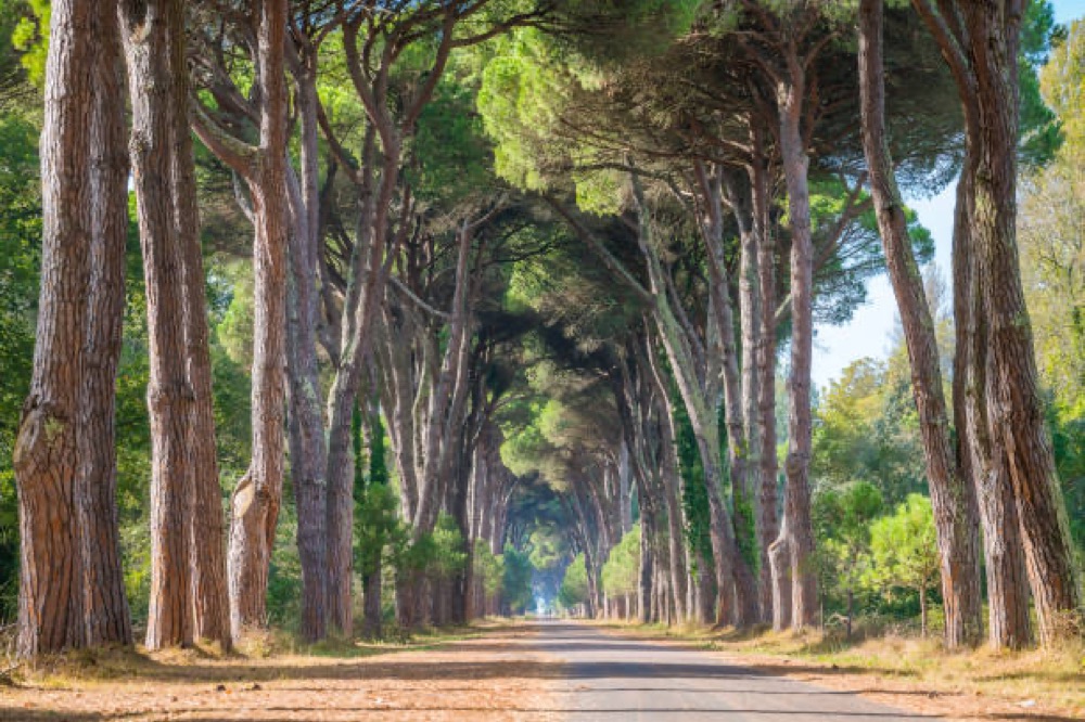 Strada nella pineta del Parco di Migliarino San Rossore Massaciuccoli